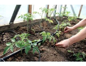 Kastmissüsteem kasvuhoonele Klasika Spider