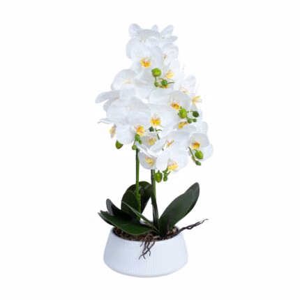 Orhidee GREENLAND H68cm valge pott