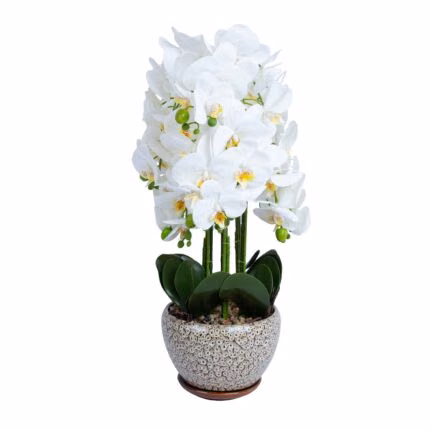 Orhidee GREENLAND H72cm hall pott