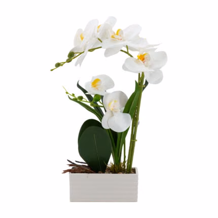 Orhidee GREENLAND H41cm valge pott