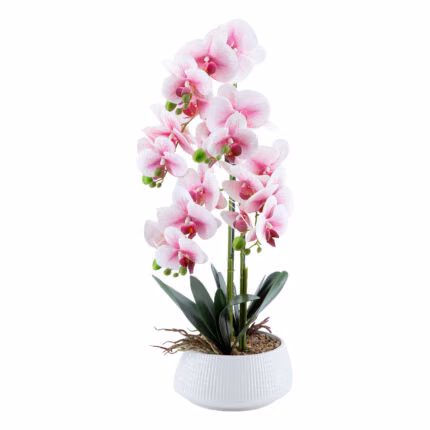 Orhidee GREENLAND H68cm valge pott