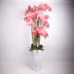 Orhidee GARDEN QUEEN H132cm