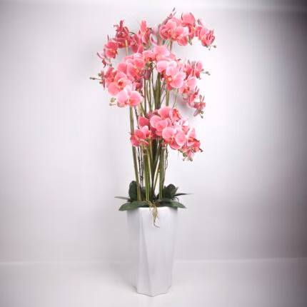 Orhidee GARDEN QUEEN H132cm