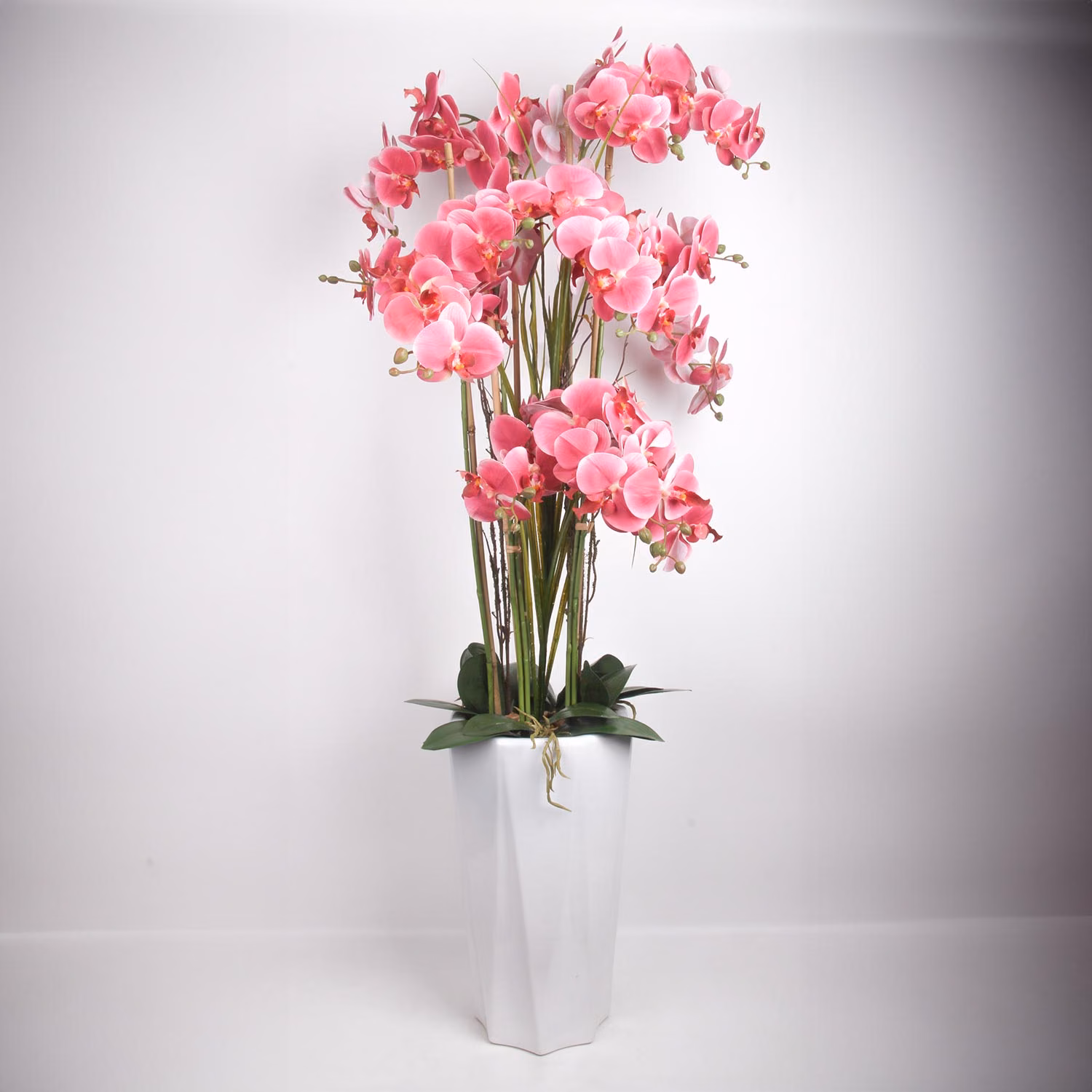 85315 Orhidee GARDEN QUEEN H132cm