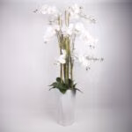 Orhidee GARDEN QUEEN H132cm