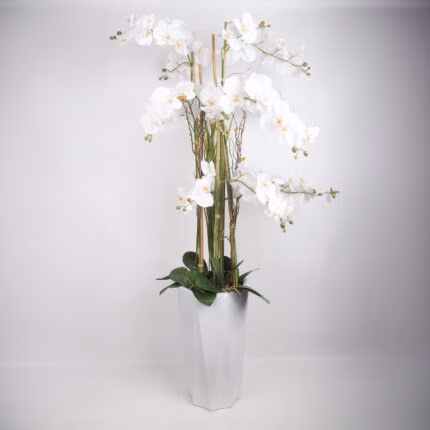 Orhidee GARDEN QUEEN H132cm