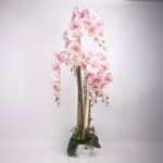 Orhidee GARDEN QUEEN H124cm