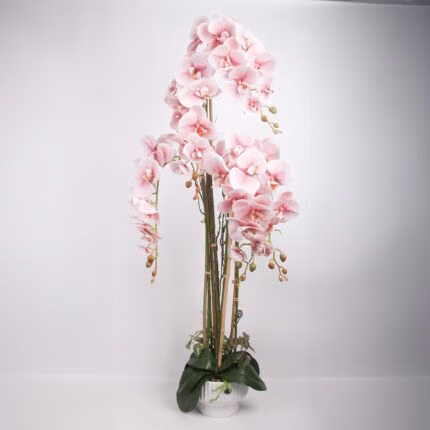 Orhidee GARDEN QUEEN H124cm