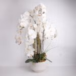 Orhidee GARDEN QUEEN H102cm