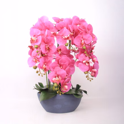 Orhidee GARDEN QUEEN H64cm