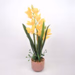 Orhidee GARDEN QUEEN H70cm