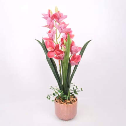 Orhidee GARDEN QUEEN H70cm