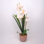 Orhidee GARDEN QUEEN H70cm