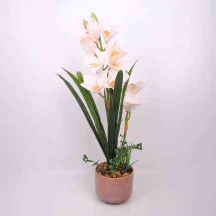 Orhidee GARDEN QUEEN H70cm