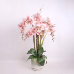 Orhidee GARDEN QUEEN H68cm
