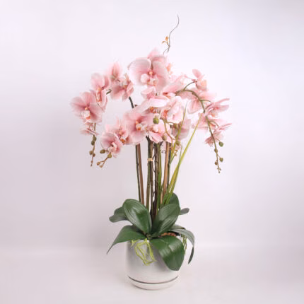 Orhidee GARDEN QUEEN H68cm
