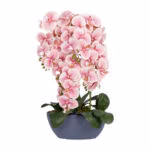 Orhidee GARDEN QUEEN H64cm