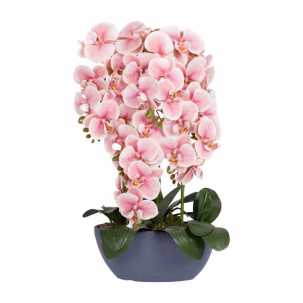 Orhidee GARDEN QUEEN H64cm