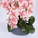 Orhidee GARDEN QUEEN H64cm, heleroosa - Pilt 2