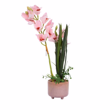 Orhidee GARDEN QUEEN H70cm