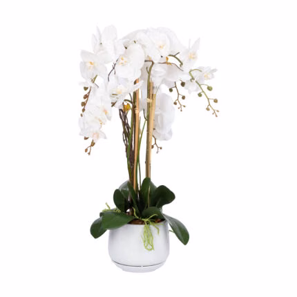 Orhidee GARDEN QUEEN H68cm