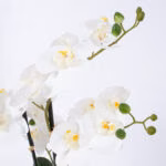 Orhidee WIND IN GARDEN H55cm, valge - Pilt 2