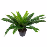 Kunsttaim BOSTON FERN_H60cm - Pilt 2