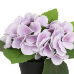 Kunstlill IN GARDEN H18cm, lilla hortensia potis - Pilt 2