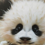 Seinapilt WALLY 40x50cm, panda beebi - Pilt 2