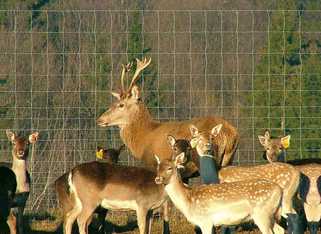 Loomavork-kitsedega Loomavõrk keevitatud 50m rullis – 2